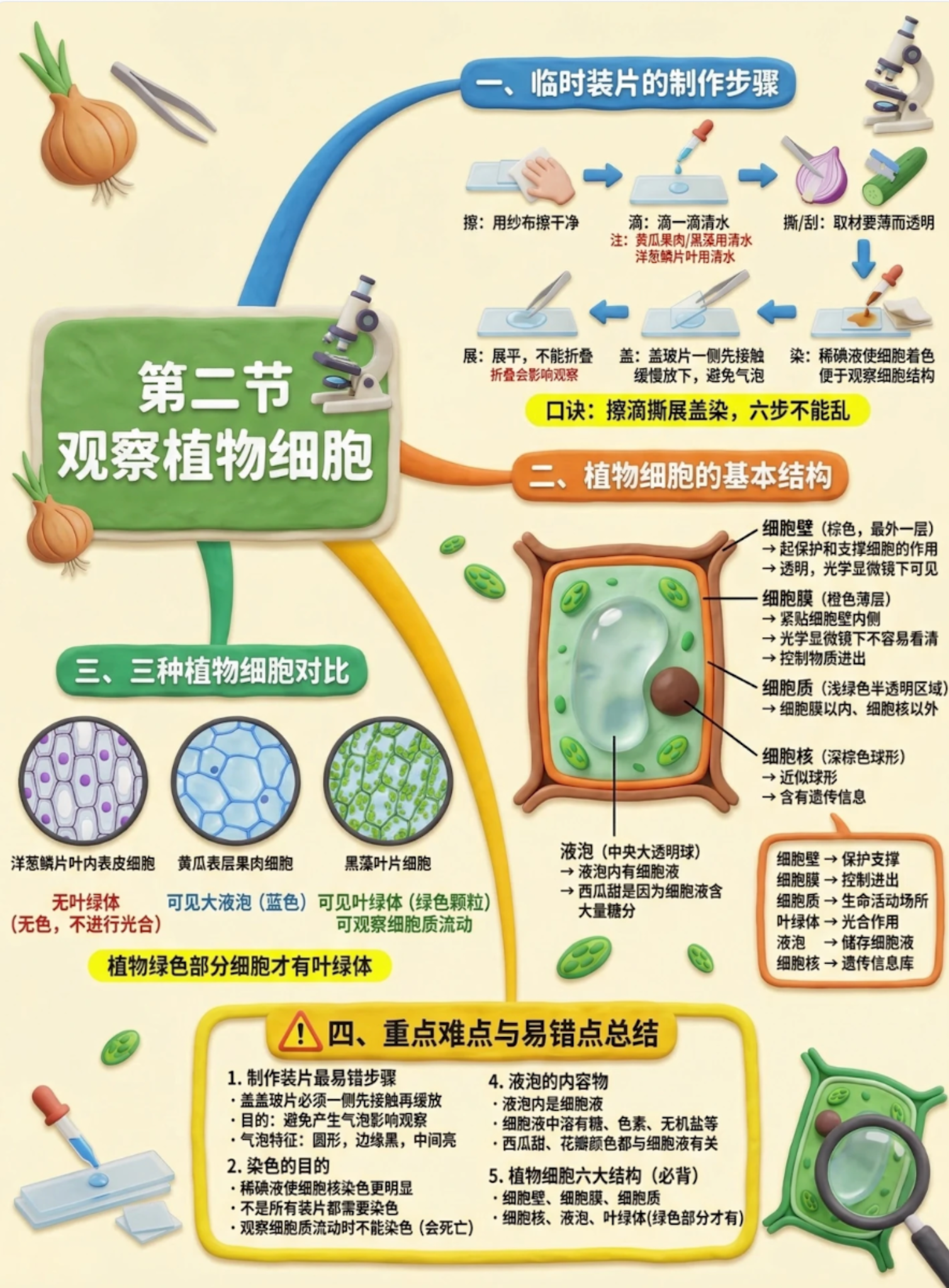 观察植物细胞信息图